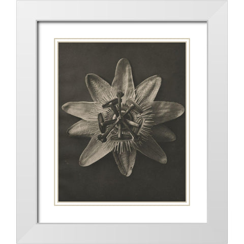 Blossfeldt Flower I White Modern Wood Framed Art Print with Double Matting by Blossfeldt, Karl
