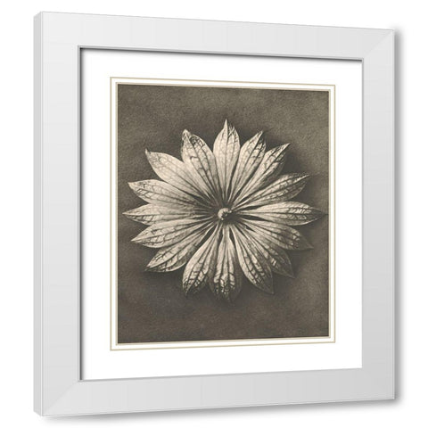 Blossfeldt Flower II White Modern Wood Framed Art Print with Double Matting by Blossfeldt, Karl
