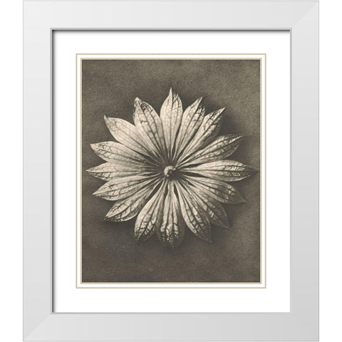 Blossfeldt Flower II White Modern Wood Framed Art Print with Double Matting by Blossfeldt, Karl