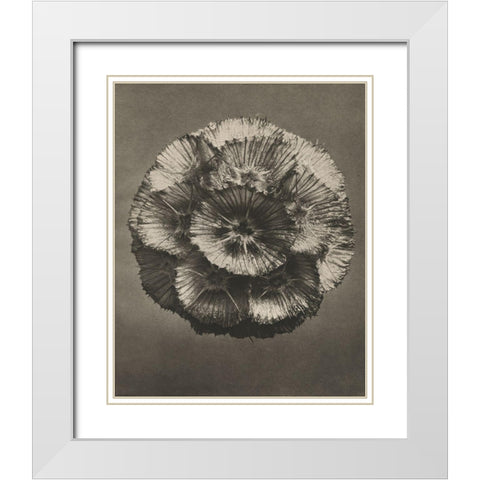 Blossfeldt Flower III White Modern Wood Framed Art Print with Double Matting by Blossfeldt, Karl