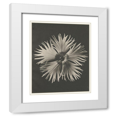 Blossfeldt Flower IV White Modern Wood Framed Art Print with Double Matting by Blossfeldt, Karl