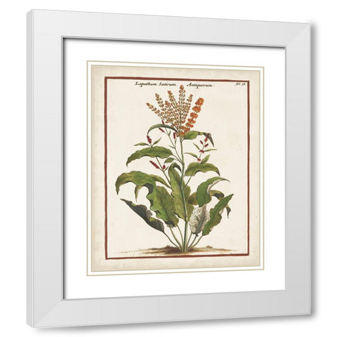 Munting Botanicals I White Modern Wood Framed Art Print with Double Matting by Munting, Abraham
