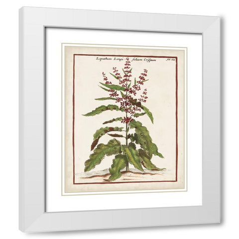 Munting Botanicals II White Modern Wood Framed Art Print with Double Matting by Munting, Abraham