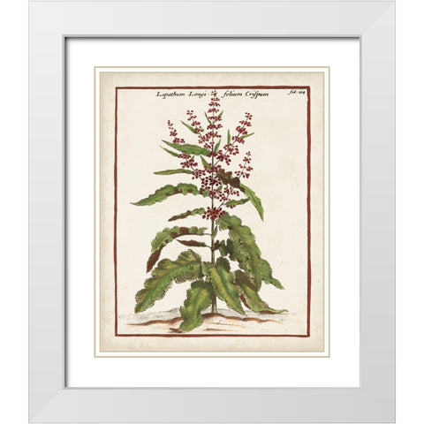 Munting Botanicals II White Modern Wood Framed Art Print with Double Matting by Munting, Abraham