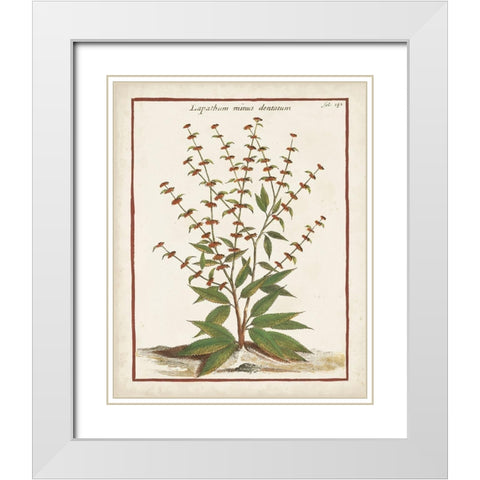 Munting Botanicals III White Modern Wood Framed Art Print with Double Matting by Munting, Abraham