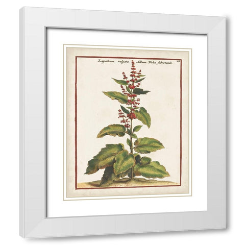 Munting Botanicals IV White Modern Wood Framed Art Print with Double Matting by Munting, Abraham