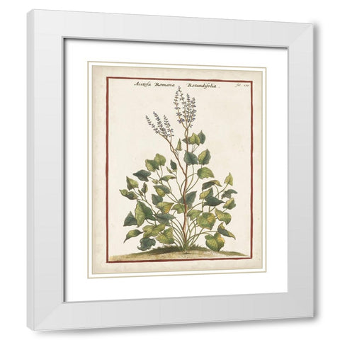 Munting Botanicals V White Modern Wood Framed Art Print with Double Matting by Munting, Abraham