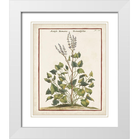Munting Botanicals V White Modern Wood Framed Art Print with Double Matting by Munting, Abraham