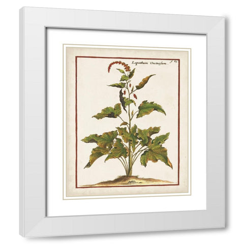 Munting Botanicals VI White Modern Wood Framed Art Print with Double Matting by Munting, Abraham