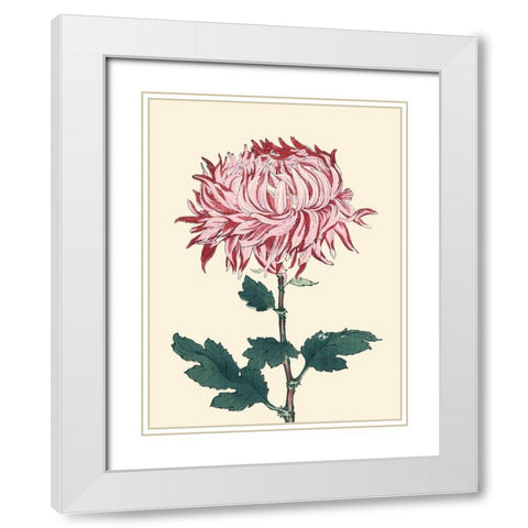 Chrysanthemum Woodblock IV White Modern Wood Framed Art Print with Double Matting by Unknown