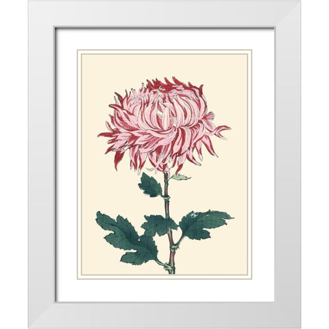 Chrysanthemum Woodblock IV White Modern Wood Framed Art Print with Double Matting by Unknown