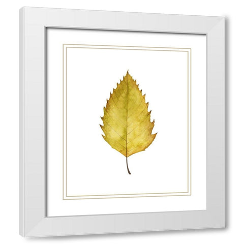 Fall Leaf Study I White Modern Wood Framed Art Print with Double Matting by Popp, Grace