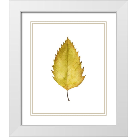 Fall Leaf Study I White Modern Wood Framed Art Print with Double Matting by Popp, Grace