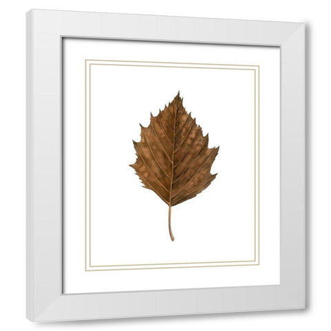 Fall Leaf Study III White Modern Wood Framed Art Print with Double Matting by Popp, Grace