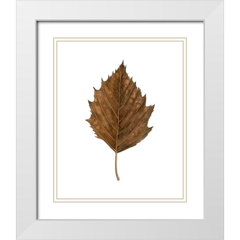 Fall Leaf Study III White Modern Wood Framed Art Print with Double Matting by Popp, Grace