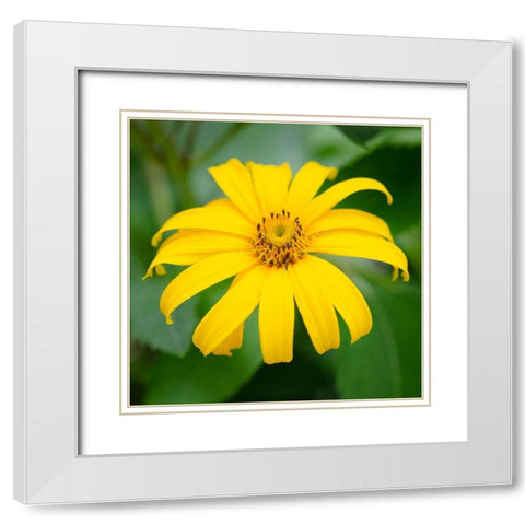 Cropped Garden Flowers II White Modern Wood Framed Art Print with Double Matting by DeNardo, Laura
