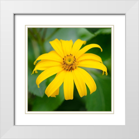 Cropped Garden Flowers II White Modern Wood Framed Art Print with Double Matting by DeNardo, Laura