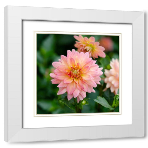Cropped Garden Flowers III White Modern Wood Framed Art Print with Double Matting by DeNardo, Laura