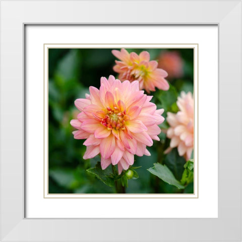 Cropped Garden Flowers III White Modern Wood Framed Art Print with Double Matting by DeNardo, Laura