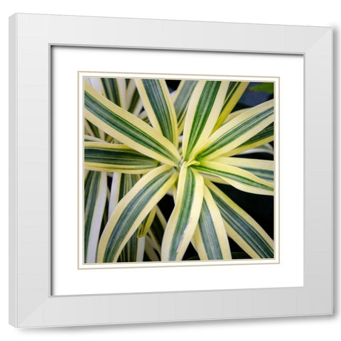 Cropped Garden Leaves I White Modern Wood Framed Art Print with Double Matting by DeNardo, Laura