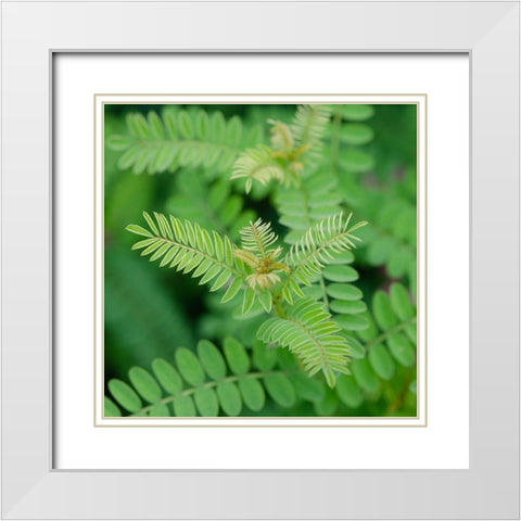 Cropped Garden Leaves II White Modern Wood Framed Art Print with Double Matting by DeNardo, Laura