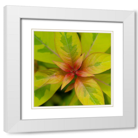 Cropped Garden Leaves III White Modern Wood Framed Art Print with Double Matting by DeNardo, Laura