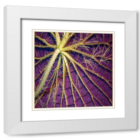 Cropped Garden Leaves IV White Modern Wood Framed Art Print with Double Matting by DeNardo, Laura