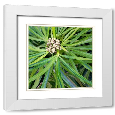 Cropped Garden Leaves V White Modern Wood Framed Art Print with Double Matting by DeNardo, Laura