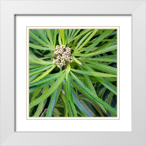 Cropped Garden Leaves V White Modern Wood Framed Art Print with Double Matting by DeNardo, Laura