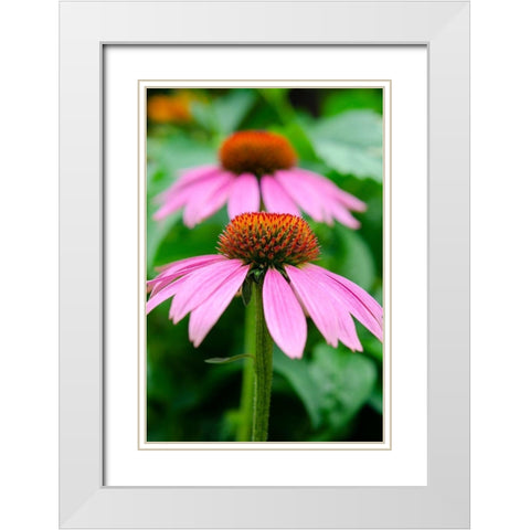 Pink Coneflowers I White Modern Wood Framed Art Print with Double Matting by DeNardo, Laura