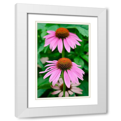 Pink Coneflowers II White Modern Wood Framed Art Print with Double Matting by DeNardo, Laura