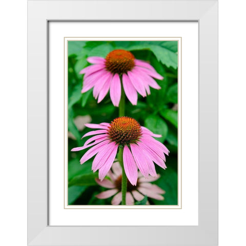 Pink Coneflowers II White Modern Wood Framed Art Print with Double Matting by DeNardo, Laura