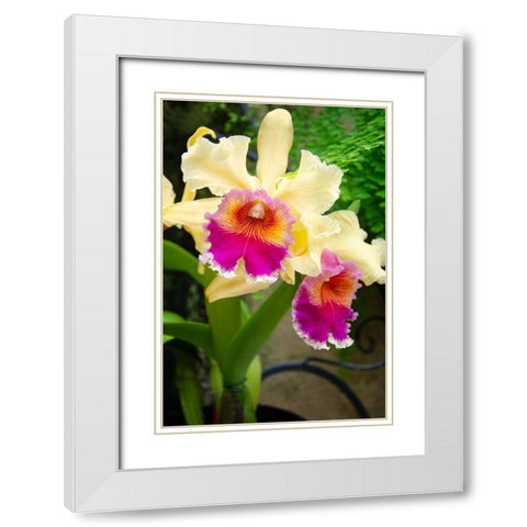 Garden Array I White Modern Wood Framed Art Print with Double Matting by DeNardo, Laura