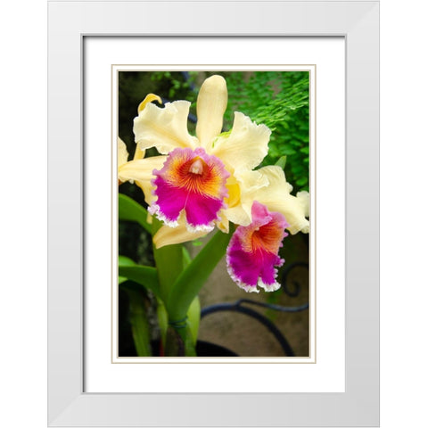 Garden Array I White Modern Wood Framed Art Print with Double Matting by DeNardo, Laura