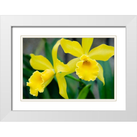 Garden Array III White Modern Wood Framed Art Print with Double Matting by DeNardo, Laura