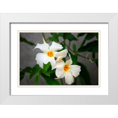 Garden Array IV White Modern Wood Framed Art Print with Double Matting by DeNardo, Laura
