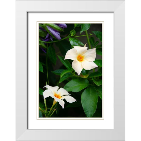 Garden Array V White Modern Wood Framed Art Print with Double Matting by DeNardo, Laura