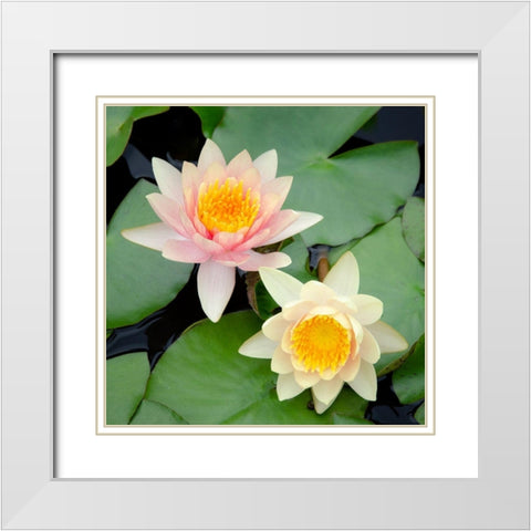 Water Lily Flowers I White Modern Wood Framed Art Print with Double Matting by DeNardo, Laura