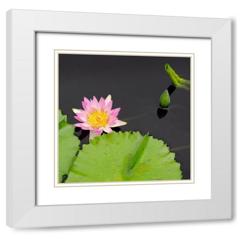 Water Lily Flowers II White Modern Wood Framed Art Print with Double Matting by DeNardo, Laura