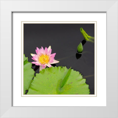 Water Lily Flowers II White Modern Wood Framed Art Print with Double Matting by DeNardo, Laura