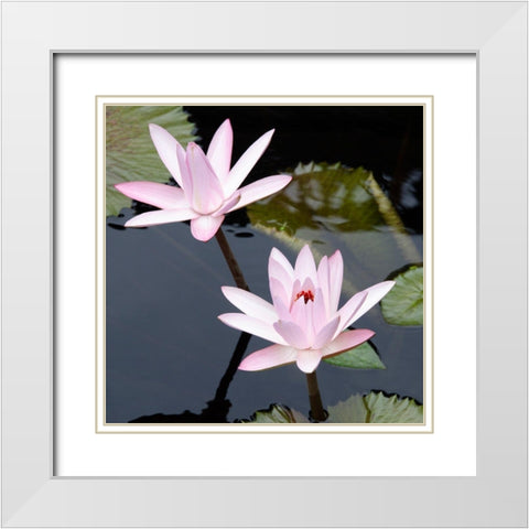 Water Lily Flowers III White Modern Wood Framed Art Print with Double Matting by DeNardo, Laura