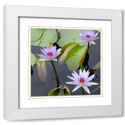 Water Lily Flowers IV White Modern Wood Framed Art Print with Double Matting by DeNardo, Laura