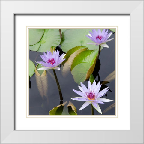 Water Lily Flowers IV White Modern Wood Framed Art Print with Double Matting by DeNardo, Laura