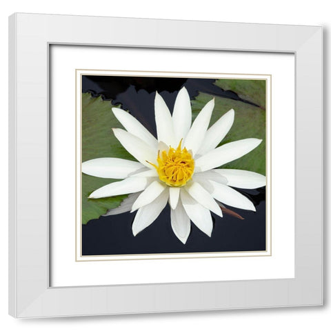 Water Lily Flowers V White Modern Wood Framed Art Print with Double Matting by DeNardo, Laura