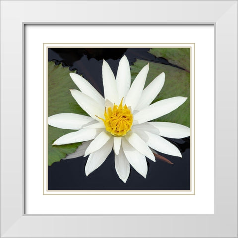 Water Lily Flowers V White Modern Wood Framed Art Print with Double Matting by DeNardo, Laura