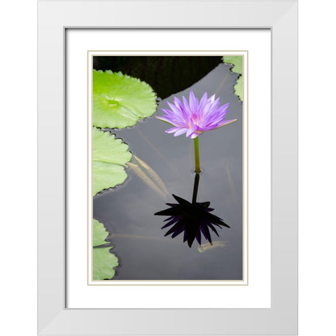 Water Lily Flowers VI White Modern Wood Framed Art Print with Double Matting by DeNardo, Laura