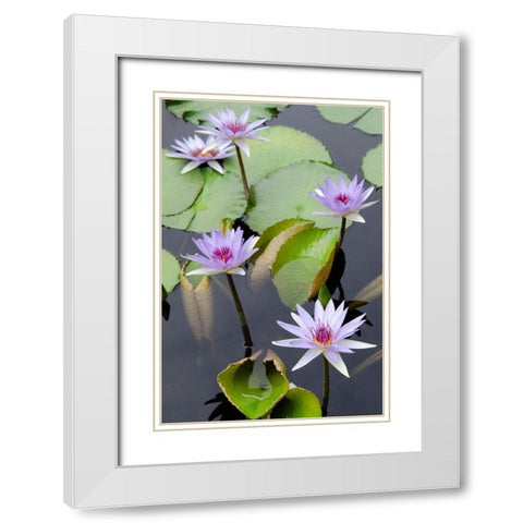 Water Lily Flowers VII White Modern Wood Framed Art Print with Double Matting by DeNardo, Laura