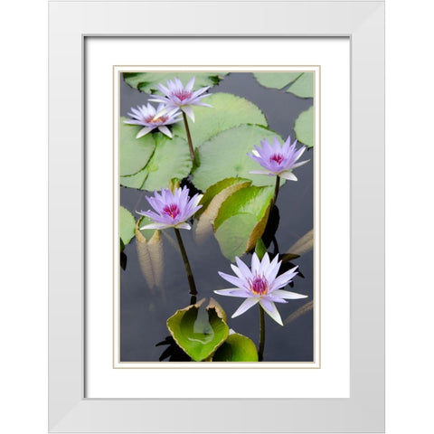 Water Lily Flowers VII White Modern Wood Framed Art Print with Double Matting by DeNardo, Laura
