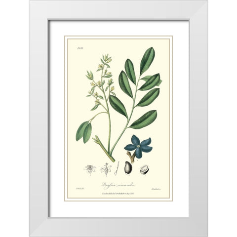 Woodland Foliage I White Modern Wood Framed Art Print with Double Matting by Weddell