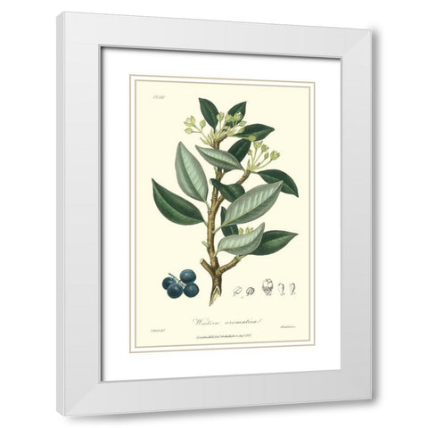 Woodland Foliage III White Modern Wood Framed Art Print with Double Matting by Weddell